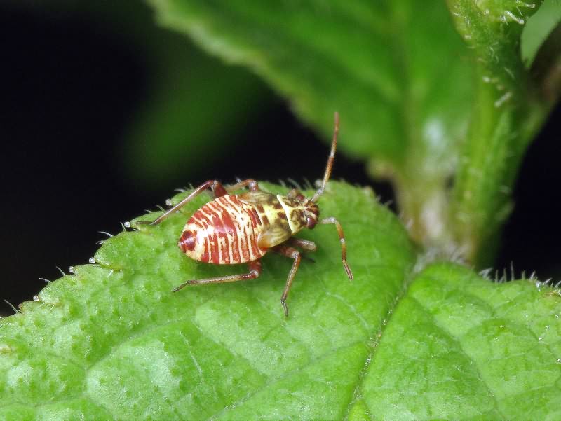 Rhabdomiris striatellus (Fabricius, 1794)